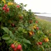 maturin, tartinade de baies de rosiers, , la cabottine - saveurs indigènes - mv mitis | maturin.ca, épiceries, épicerie en ligne, fine, bio, commande en ligne, livraison à domicile, alimentation, producteur, consommateur, quebec, canada