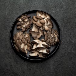 Champignons pleurotes frais