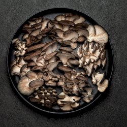 Champignons pleurotes frais
