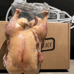 Canard de Barbarie