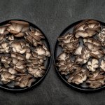 Champignons pleurotes frais