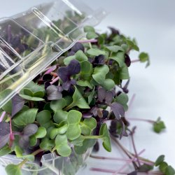 Pousses biologiques certifiées par Écocert Canada