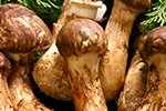 Duo Matsutake