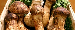 Duo Matsutake