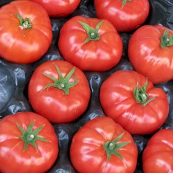 2.5lbs de Tomates
