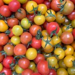 Duo Tomates cerises BIO