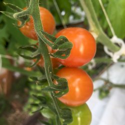 Duo Tomates raisins BIO
